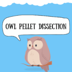 Owl Pellet Dissection (Registration Required)