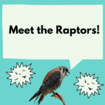 Meet the Raptors