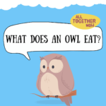 What Does an Owl Eat? Learn About the Food Web!
