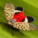 Managing Common Invasive Plants in Westchester via ZOOM (Registration)