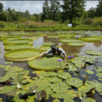 Virtual Program: Kenilworth Park & Aquatic Gardens Ranger Talk