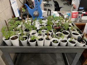 Plant Giveaway!